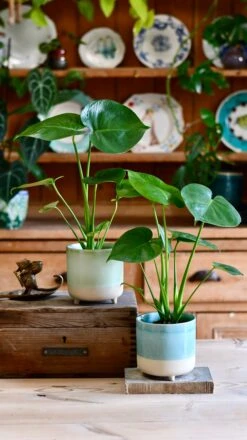 Mini Monstera Deliciosa (Swiss Cheese Plant)