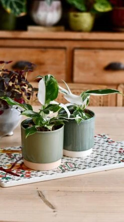 Philodendron White Knight 15 Philodendron White Knight -Verdant Haven Sales Store DSC 2857