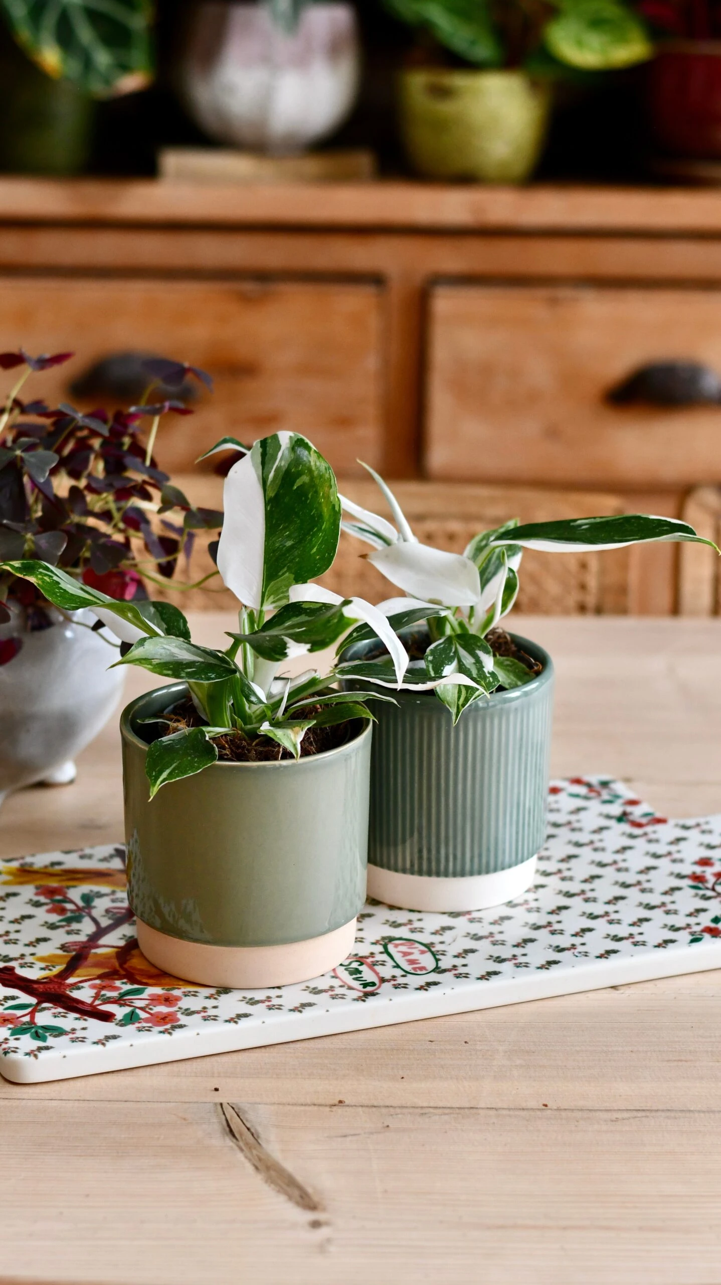 Philodendron White Knight 5 Philodendron White Knight - Image 5