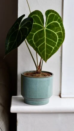 Aqua Premium Glaze Planter (14cm Indoor Plant Pot) 12 Aqua Premium Glaze Planter (14cm Indoor Plant Pot) -Verdant Haven Sales Store DSC 2909