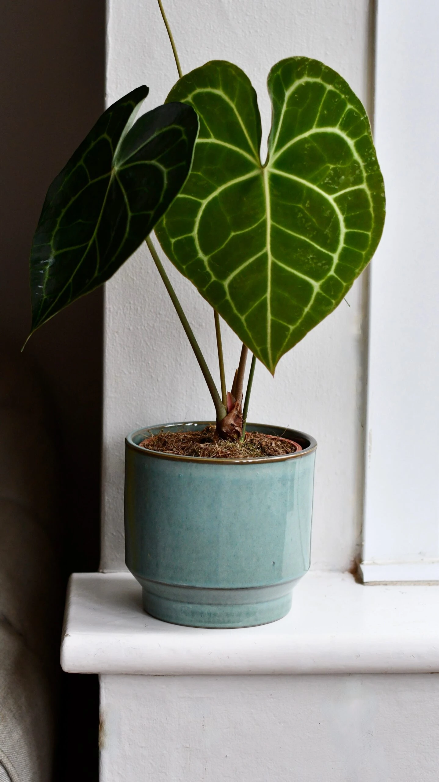 Aqua Premium Glaze Planter (14cm Indoor Plant Pot) 4 Aqua Premium Glaze Planter (14cm Indoor Plant Pot) - Image 4