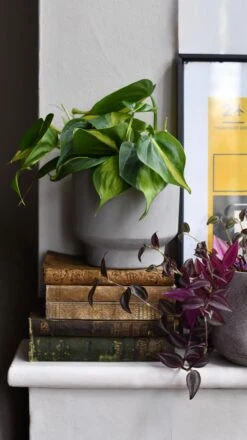 Cement Matt Planter 15cm -Verdant Haven Sales Store DSC 2919