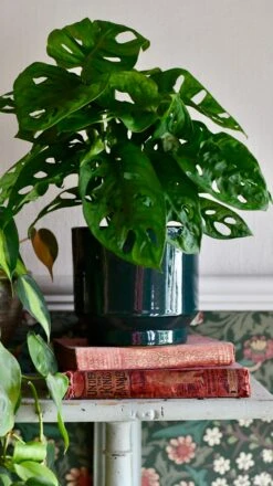 Forest Green Premium Glaze Planter (14cm Indoor Plant Pot) -Verdant Haven Sales Store DSC 2929