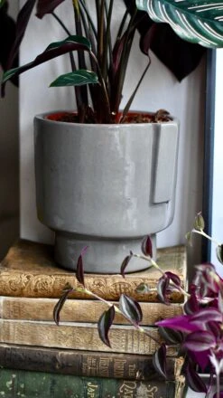 Aries Grey Premium Glaze Handle Planter (14cm Indoor Plant Pot) -Verdant Haven Sales Store DSC 2944