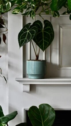 Aqua Premium Glaze Planter (14cm Indoor Plant Pot) 16 Aqua Premium Glaze Planter (14cm Indoor Plant Pot) -Verdant Haven Sales Store DSC 2949