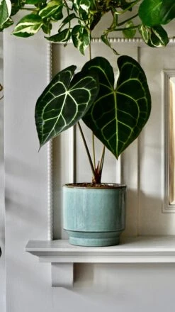 Aqua Premium Glaze Planter (14cm Indoor Plant Pot) 11 Aqua Premium Glaze Planter (14cm Indoor Plant Pot) -Verdant Haven Sales Store DSC 2953