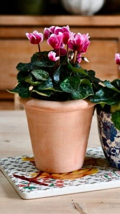 Terracotta Indoor Plant Pots 11cm -Verdant Haven Sales Store DSC 2972 e4cd4503 26a3 4802 b024 f59b5ab728b9