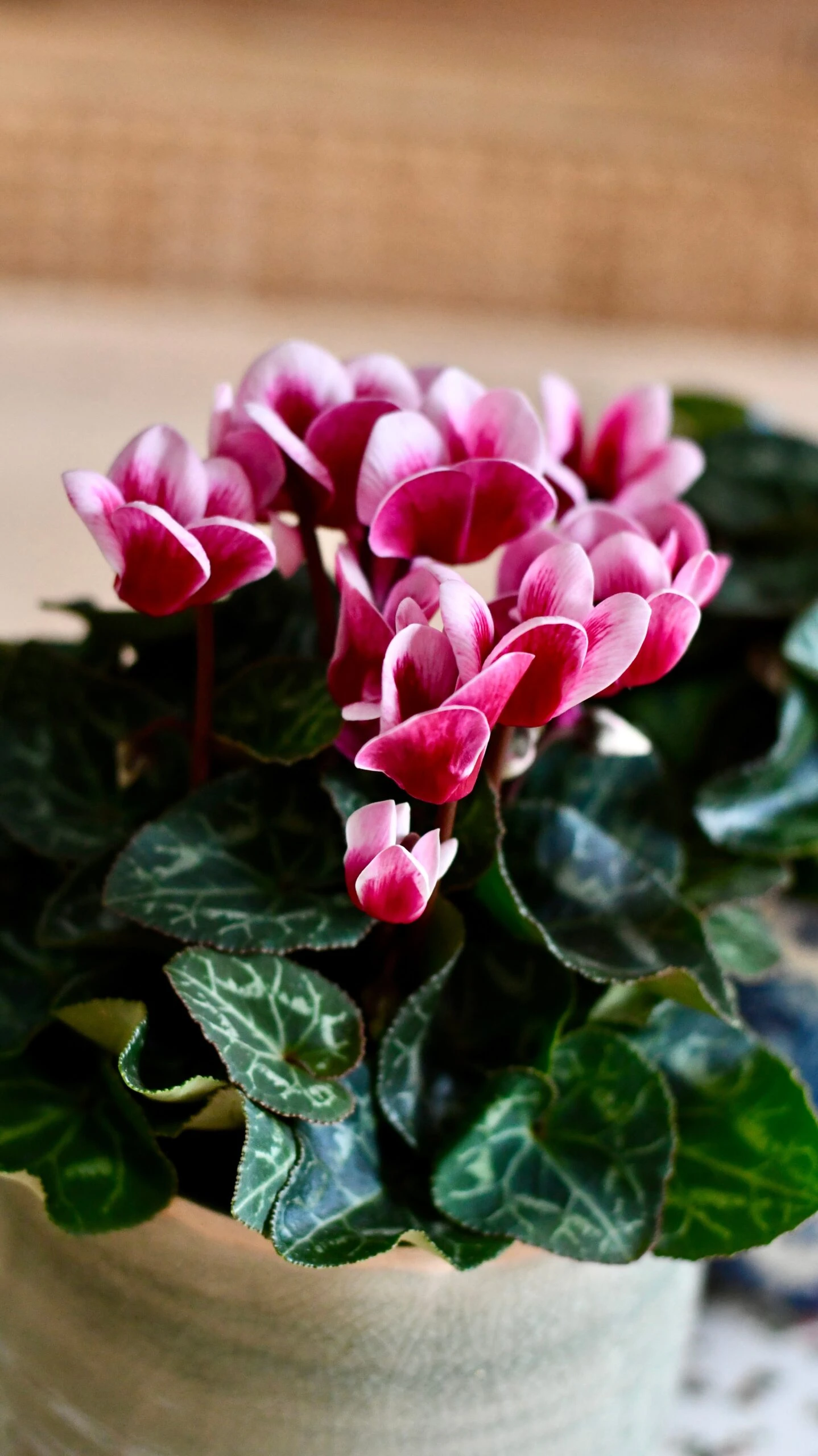 Cyclamen 'Goblet Shine' & Monza Planter 2 Cyclamen 'Goblet Shine' & Monza Planter - Image 2