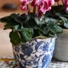 Cyclamen 'Goblet Shine' & Monza Planter