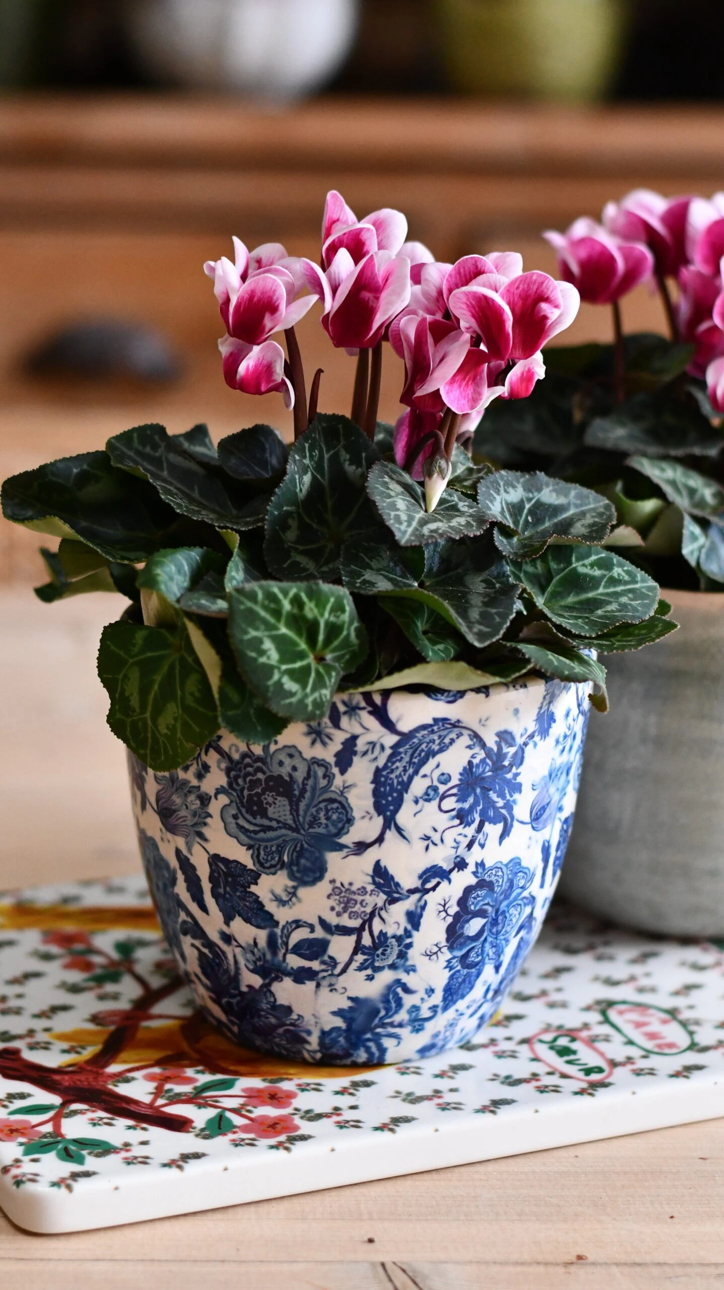 Cyclamen 'Goblet Shine' & Monza Planter 1 Cyclamen 'Goblet Shine' & Monza Planter