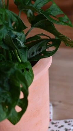 Terracotta Indoor Plant Pot 15cm -Verdant Haven Sales Store DSC 3007