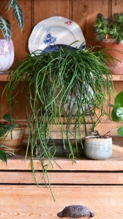Rhipsalis Floccosa -Verdant Haven Sales Store DSC 3027