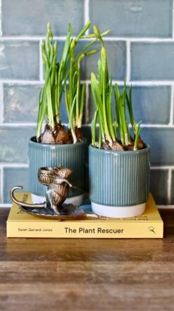 Narcissus Tête-à-Tête & Planter -Verdant Haven Sales Store DSC 3068 173b1497 b5cb 4a88 adc7 03319d261a45