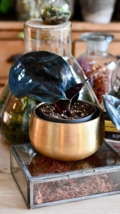 Geogenanthus Ciliatus Midnight Pearl -Verdant Haven Sales Store DSC 3084