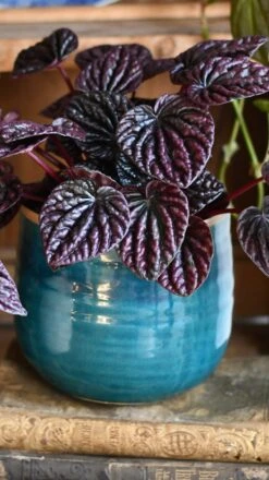 Peperomia Caperata Red Luna -Verdant Haven Sales Store DSC 3238