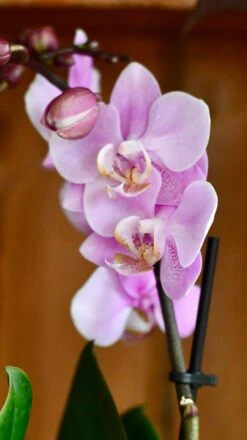 Pink Phalaenopsis Orchid & Lisbon Planter -Verdant Haven Sales Store DSC 3871