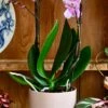 Pink Phalaenopsis Orchid & Lisbon Planter
