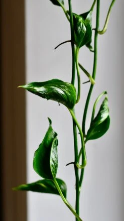 Epipremnum Aureum Shangri La, Javelin Or Sleeping Pothos 11 Epipremnum Aureum Shangri La, Javelin Or Sleeping Pothos -Verdant Haven Sales Store DSC 3903