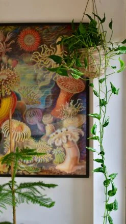 Epipremnum Aureum Shangri La, Javelin Or Sleeping Pothos 8 Epipremnum Aureum Shangri La, Javelin Or Sleeping Pothos -Verdant Haven Sales Store DSC 3922