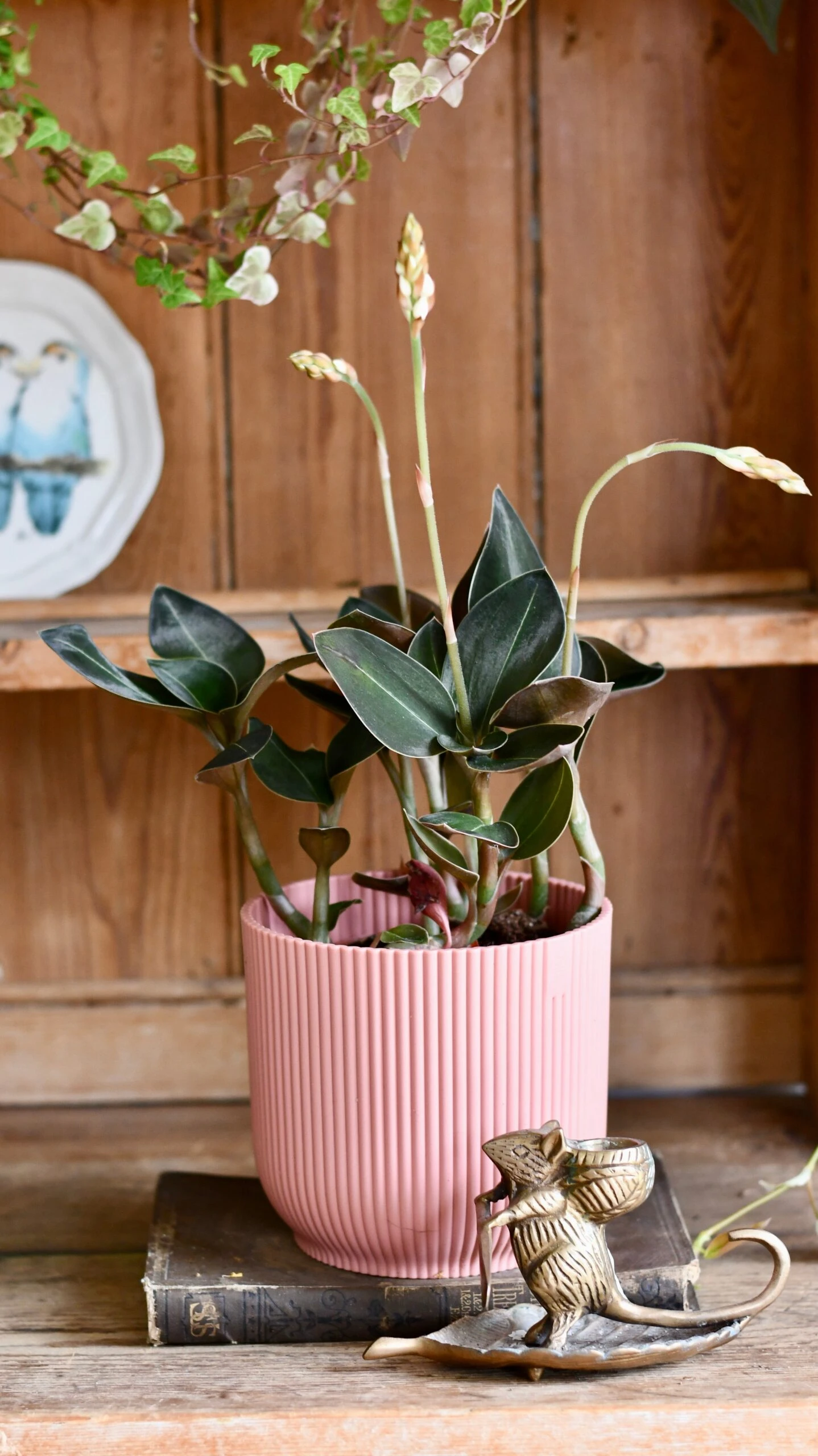 Black Velvet Jewel Orchid *rare* (Ludisia Discolor Black Velvet) 1 Black Velvet Jewel Orchid *rare* (Ludisia Discolor Black Velvet)