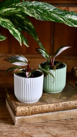 Baby Pink Princess Philodendron -Verdant Haven Sales Store DSC 3946