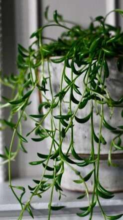 Senecio Radicans (Senecio, String Of Bananas, String Of Beans) -Verdant Haven Sales Store DSC 3972