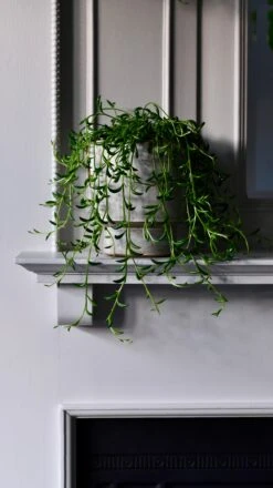 Senecio Radicans (Senecio, String Of Bananas, String Of Beans) -Verdant Haven Sales Store DSC 3983