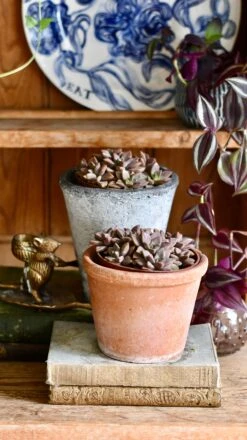 Sedum ‘Bordeaux Heart’ -Verdant Haven Sales Store DSC 4003