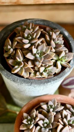 Sedum ‘Bordeaux Heart’ -Verdant Haven Sales Store DSC 4006