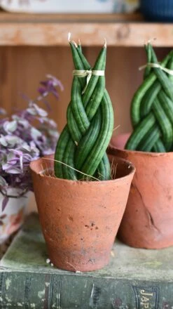 Sansevieria Cylindrica 'Braided' | Cylindrical Snake Plant | African Spear | Cylindrical Mother-in-laws-tongue -Verdant Haven Sales Store DSC 4024