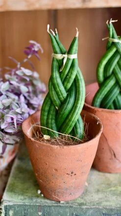 Sansevieria Cylindrica 'Braided' | Cylindrical Snake Plant | African Spear | Cylindrical Mother-in-laws-tongue