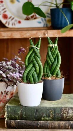 Sansevieria Cylindrica 'Braided' | Cylindrical Snake Plant | African Spear | Cylindrical Mother-in-laws-tongue -Verdant Haven Sales Store DSC 4032