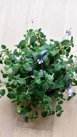 Streptocarpus Saxorum -Verdant Haven Sales Store DSC 4044