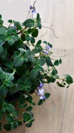 Streptocarpus Saxorum -Verdant Haven Sales Store DSC 4046
