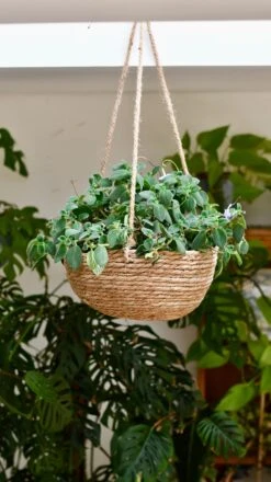 Streptocarpus Saxorum -Verdant Haven Sales Store DSC 4058