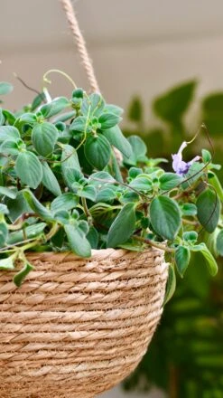 Streptocarpus Saxorum -Verdant Haven Sales Store DSC 4062