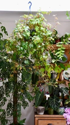 Cissus Ellen Danica Or Mermaid Vine -Verdant Haven Sales Store DSC 4079