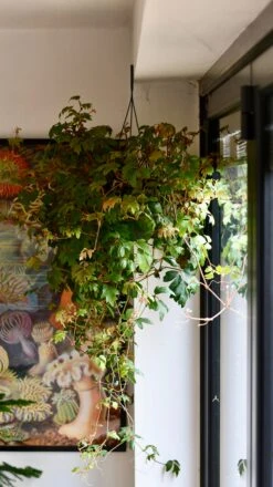 Cissus Ellen Danica Or Mermaid Vine -Verdant Haven Sales Store DSC 4083