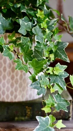English Ivy (Hedera Helix) -Verdant Haven Sales Store DSC 4173
