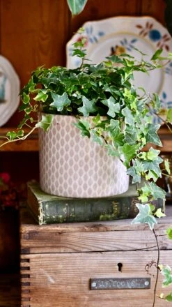 English Ivy (Hedera Helix) -Verdant Haven Sales Store DSC 4174