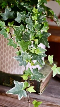 English Ivy (Hedera Helix) -Verdant Haven Sales Store DSC 4196