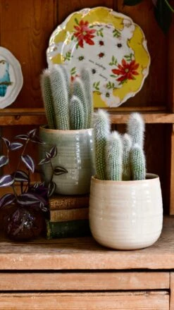 Old Man Cactus (Cephalocereus) -Verdant Haven Sales Store DSC 4206