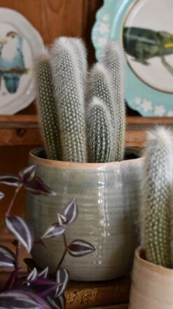 Old Man Cactus (Cephalocereus) -Verdant Haven Sales Store DSC 4211