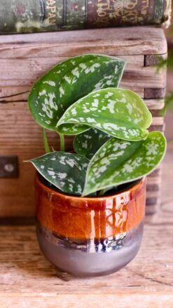Baby Scindapsus Pictus Argyraeus (Satin Pothos) -Verdant Haven Sales Store DSC 4244