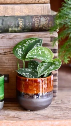 Baby Scindapsus Pictus Argyraeus (Satin Pothos) -Verdant Haven Sales Store DSC 4248