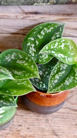 Baby Scindapsus Pictus Argyraeus (Satin Pothos) -Verdant Haven Sales Store DSC 4249