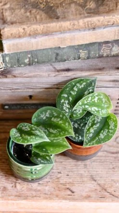 Baby Scindapsus Pictus Argyraeus (Satin Pothos) -Verdant Haven Sales Store DSC 4252