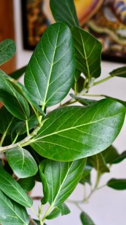 Twisted Stem Ficus Benghalensis Audrey | Bengal Fig | Large Indoor Tree -Verdant Haven Sales Store DSC 4304