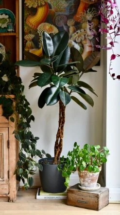 Twisted Stem Ficus Elastica (Rubber Plant) | Happy Houseplants | Indoor Tree -Verdant Haven Sales Store DSC 4323