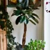 Twisted Stem Ficus Elastica (Rubber Plant) | Happy Houseplants | Indoor Tree